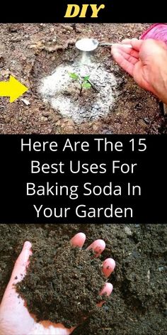 there are the best uses for baking soda in your garden and how to use it