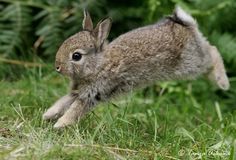 a small rabbit running in the grass with it's front paws on its hind legs