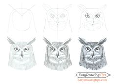 three owls are shown with their eyes open