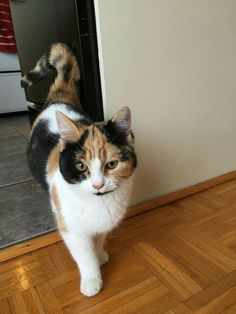 a calico cat standing in front of a door looking at the camera with an alert look on its face