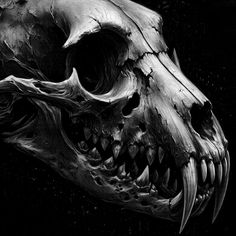 a black and white photo of a skull with teeth