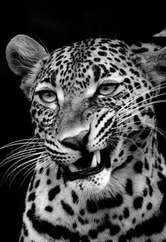 a black and white photo of a leopard's face with it's mouth open