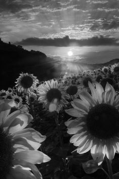 black and white photograph of sunflowers in the field with dark clouds behind them