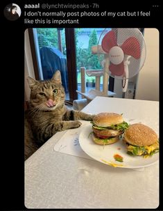 a cat sitting at a table next to a plate with two hamburgers on it