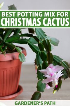 the best potting mix for christmas cactus garden's path is featured in this post