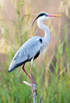 an image of a bird that is standing on a branch with grass in the background