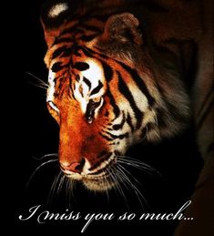 a tiger with the words i miss you so much on it's face in front of a black background