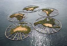 four round metal racks with plants growing on them floating in the water, surrounded by land