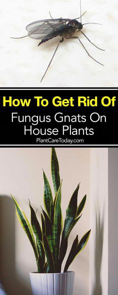 how to get rid of funguss on house plants