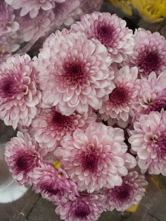 Chrisanthiums Flower, Crisanthiums Flower, Crysantenum Flower, Daliah Flower, Chrysanthemum Flowers, Nothing But Flowers, Chrysanthemum Flower