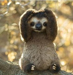 a sloth sitting on top of a tree branch with its paws in the air
