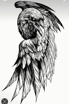 an ink drawing of a bird with wings