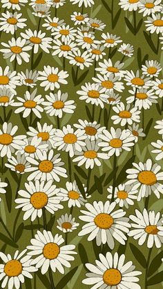 a field full of white daisies on a green background