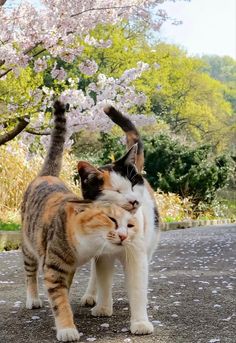 two cats standing next to each other in front of trees with pink flowers on them