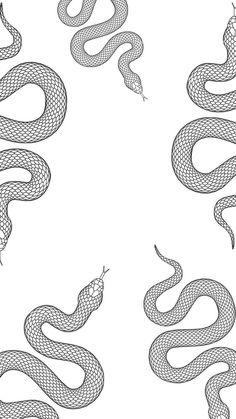 four different types of snakes on a white background