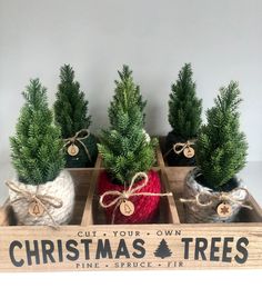 three small christmas trees in wooden boxes tied with twine