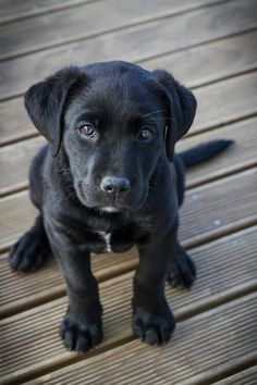 a black puppy sitting on top of a wooden floor