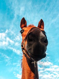 a brown horse standing on top of a lush green field next to a blue sky