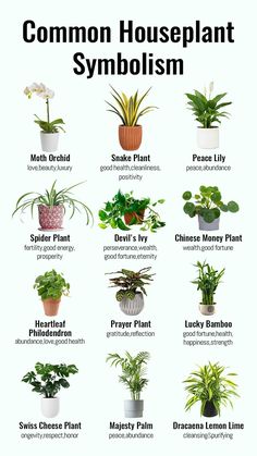 the different types of houseplants and their names