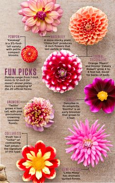 an info sheet with different types of flowers on it and the names in each section