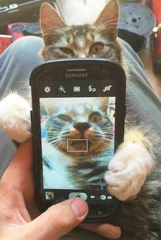 a person holding up a cell phone with a cat on it's face and the screen showing an image of a cat