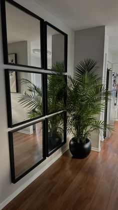 a plant in a black vase on a wooden floor next to a wall with three windows