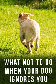 a dog is running through the grass with a quote about what not to do when your dog ignores you