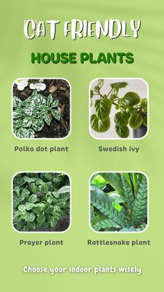 an info sheet describing the different types of house plants and how to use them in your garden