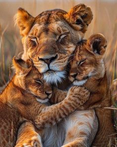 Regard Animal, Big Cats Photography, Regnul Animal, Lion Cubs, Wild Animals Photos, Lion Photography, Wild Animals Pictures, A Mother's Love