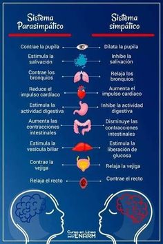 the anatomy of the human head and neck