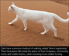 a white cat walking across a dirt field next to a quote from the book cats have a precese method of walking called direct reprepiting