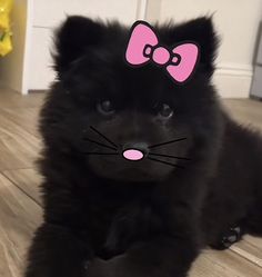 a black cat with a pink bow on it's head sitting on the floor