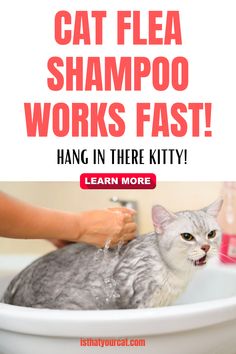 a cat that is sitting in a sink with the caption, how to wash a cat flea shampoo works fast hang in there kittyy learn more