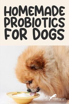 a dog eating food out of a bowl with the title homemade probiotics for dogs