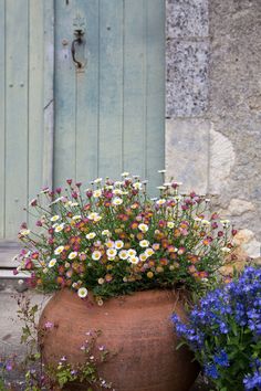 a large pot filled with lots of flowers next to a blue door and some purple and white flowers