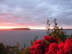 red flowers are blooming in front of the ocean as the sun sets over an island