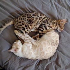 two cats laying on top of each other on a bed