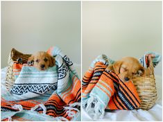 two pictures of a puppy laying in a basket on top of a bed covered with blankets