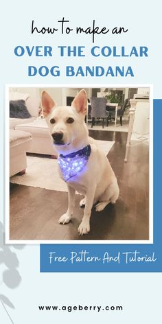 a white dog wearing a blue collar with the text how to make an over the collar dog bandana