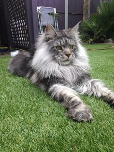 a fluffy cat laying on top of a lush green field