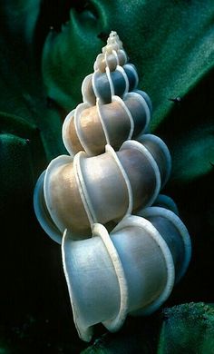 an image of a group of shells on top of each other