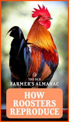 the old farmer's almanacc how roosters reproduce are made