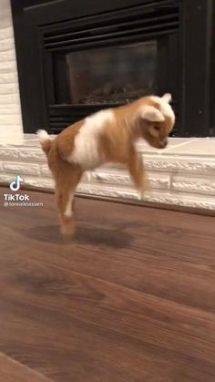 a small baby goat standing on top of a wooden floor next to a brown couch