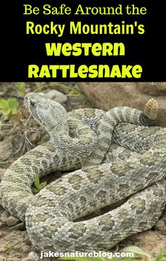 a rattle snake with the words be safe around the rocky mountain's western rattleshake