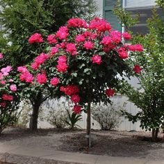 pink flowers are blooming on trees in front of a house