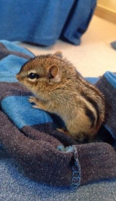 a small rodent sitting on top of a blue blanket