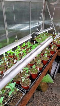 many plants are growing in small pots inside the greenhouse