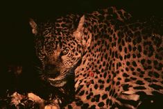 a close up of a leopard in the dark