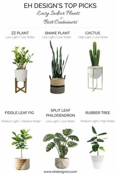 the top picks for houseplants and other plants to grow in your home or office