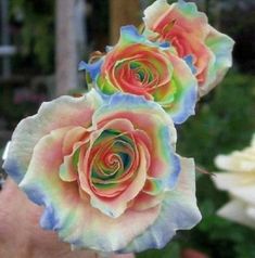 three colorful roses are being held up by someone's hand
